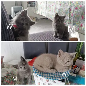 Reinrassige BKH+BLH Kitten