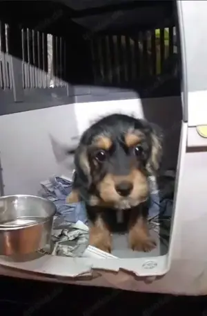 Mimi   Winziges Herz auf vier Pfoten