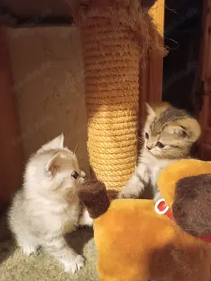 Reinrassige BKH-KITTEN  super verschmust!