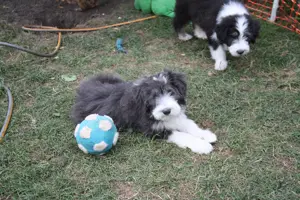 Bearded Collie Welpen, 3 Mädchen sind bereit für die Welt.