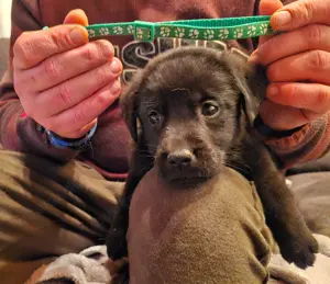 Labrador Welpen aus Heinsberg 
