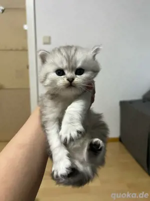 baby katze 