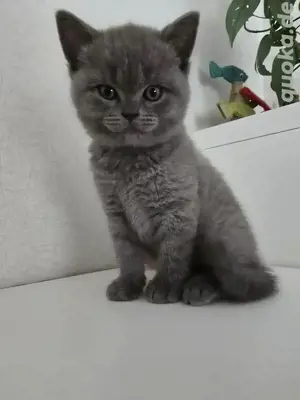 Reinrassige BKH Kitten