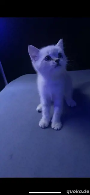 bkh kitten 
