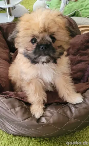 Welpen klein Mädchen Shih Tzu x Pomeranian 