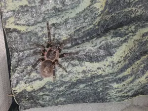 Grammostola pulchripes 