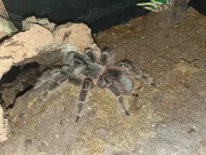 Lasiodora parahybana 