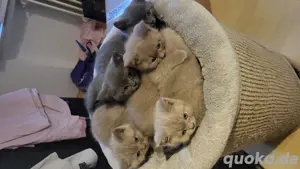 BKH Katzenbabys 