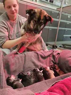 Wunderschön  Schäferhund-Huskywelpen suche liebevolles Zuhause