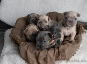 Französische Bulldoggenwelpen