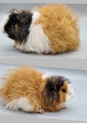 Meerschweinchen  Ch teddys
