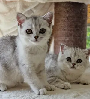Bkh Kitten mit Stammbaum Abgabebereit 