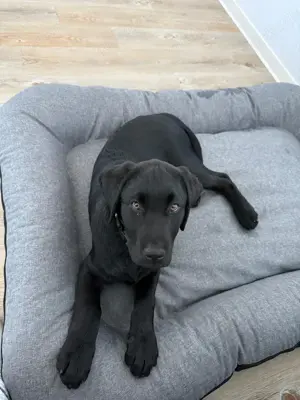 *Labradorwelpe*