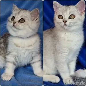 Bkh Kitten mit Stammbaum Abgabebereit 