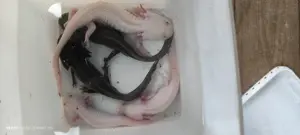 Axolotl abzugeben,abholung Bild 2