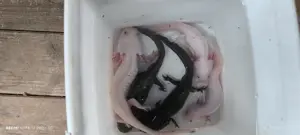 Axolotl abzugeben,abholung
