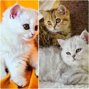 Bkh Kitten mit Stammbaum Abgabebereit 