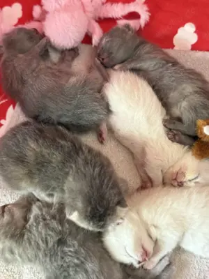 Bkh Katzenbaby