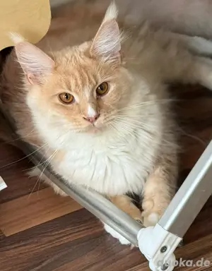 Suche Maincoon Deckkater 