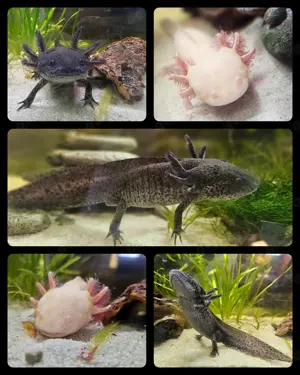 Axolotl Jungtiere aus liebevoller Hobbyzucht abzugeben. Bild 3
