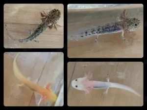 Axolotl Jungtiere aus liebevoller Hobbyzucht abzugeben.