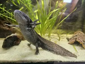Axolotl Jungtiere aus liebevoller Hobbyzucht abzugeben. Bild 5
