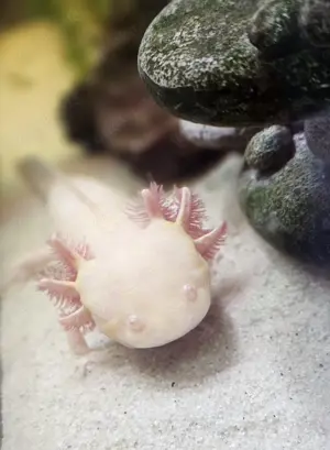 Axolotl Jungtiere aus liebevoller Hobbyzucht abzugeben. Bild 6