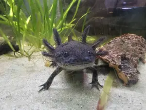 Axolotl Jungtiere aus liebevoller Hobbyzucht abzugeben. Bild 4
