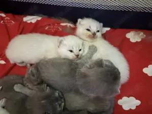 Bkh Katzenbaby