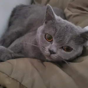 Bkh Weibchen sucht ein neues Liebevolles Zuhause 