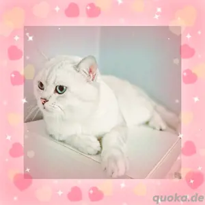 Bhk Deckkater 