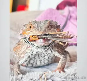 bartgame männlich