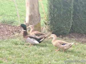Rouen Clair Enten   Französische Rouen Enten
