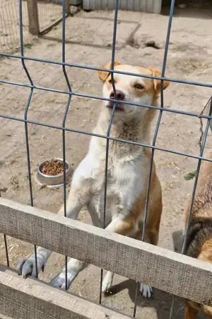 Wer gibt Jaro eine Chance? Bild 7