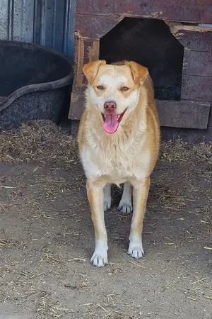 Wer gibt Jaro eine Chance? Bild 4