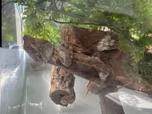 Männliche Bartagame 3 Jahre inkl Terrarium kompl Zubehör 