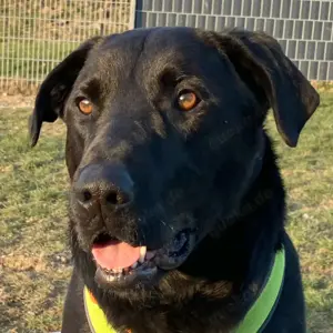 Nicki, 4 Jahre - Perro de Pastor Mallorquin - Tierhilfe Franken e.V.