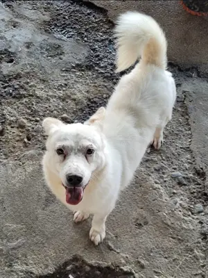 Snowy, freundlich, ruhig, möchte adoptiert werden