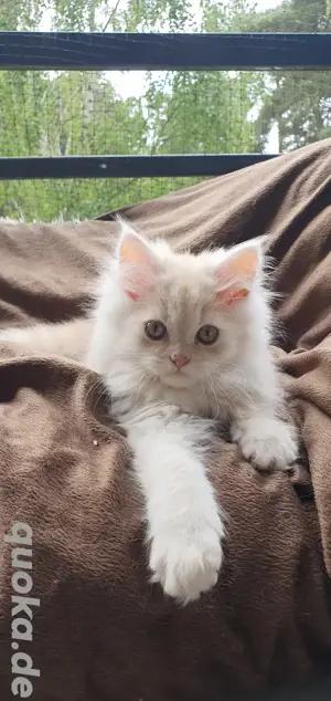 Creme Rot Perser Katerchen darf ausziehen 