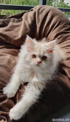 Ich darf ausziehen - Perser Kind sucht Kuschelplatz 