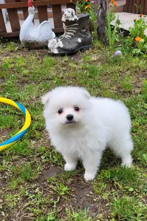 Kleine Menschen Pomeranian 