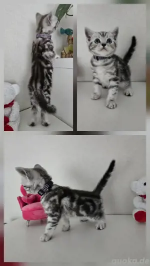 Reinrassige BKH kitten 