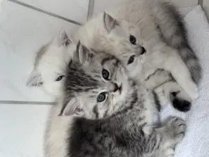 Britische Baby Katzen 