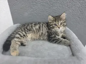 Babykatze Perser mix BKH 
