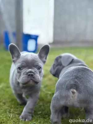 Französische Bulldoggenwelpen verfügbar