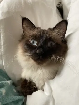 Flauschige Seal-Point Siamkatze Pusteblümchen