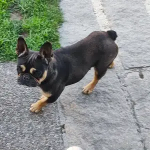 französische Bulldogge 