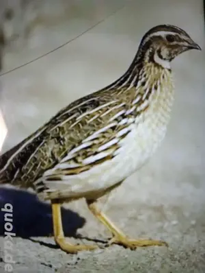 1 männlich 2 weiblich wachtel 