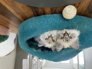 Zuckersüße Heilige Birma Katerchen 