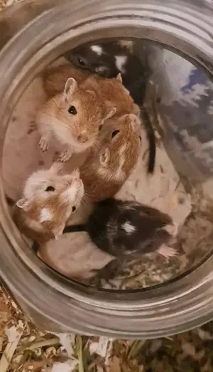 Süße Rennmaus Babys